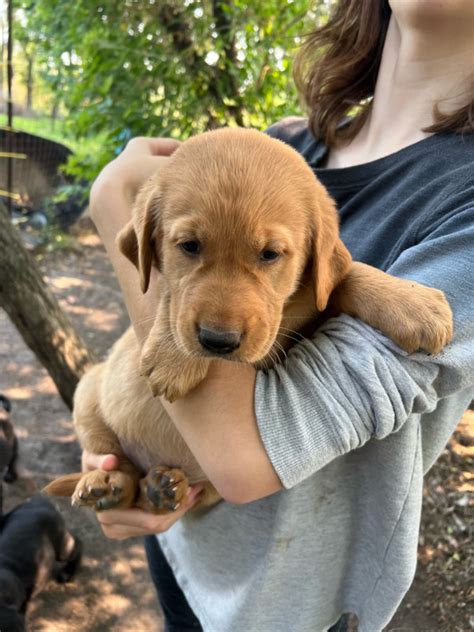 kijiji manitoba|kijiji manitoba puppies for sale.